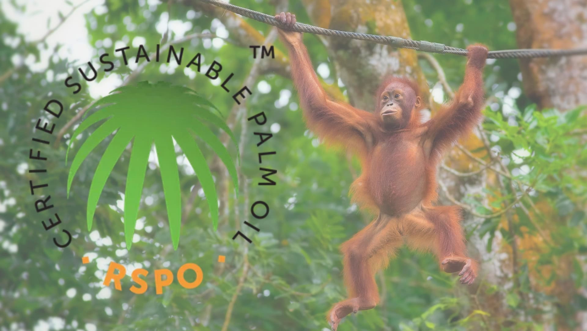 Image by kjorgen ( sustainable-palm-oil)