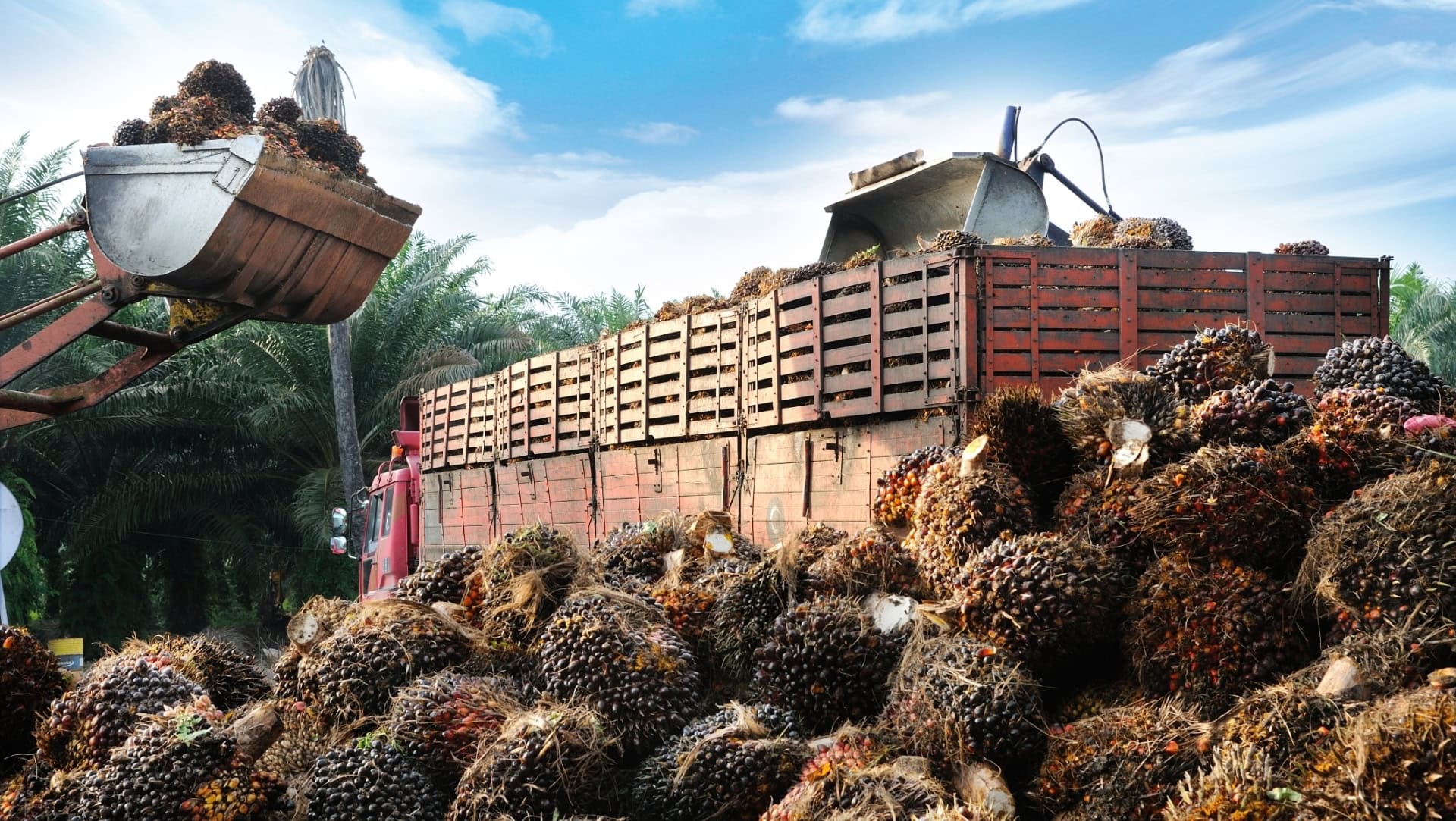 Image by slpu9945 ( sustainable-palm-oil)