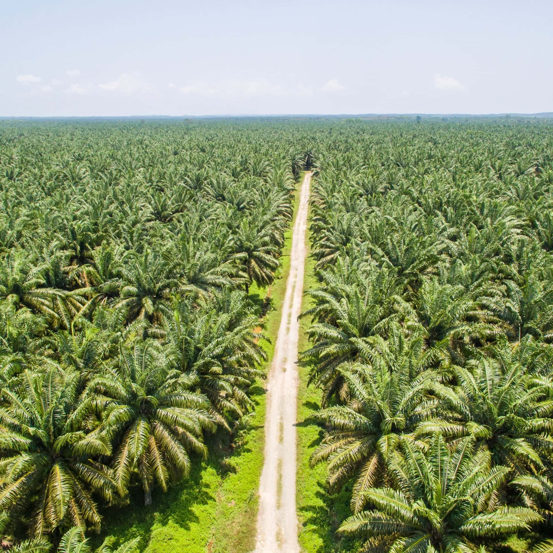 Image by yusnizam (sustainable-palm-oil)