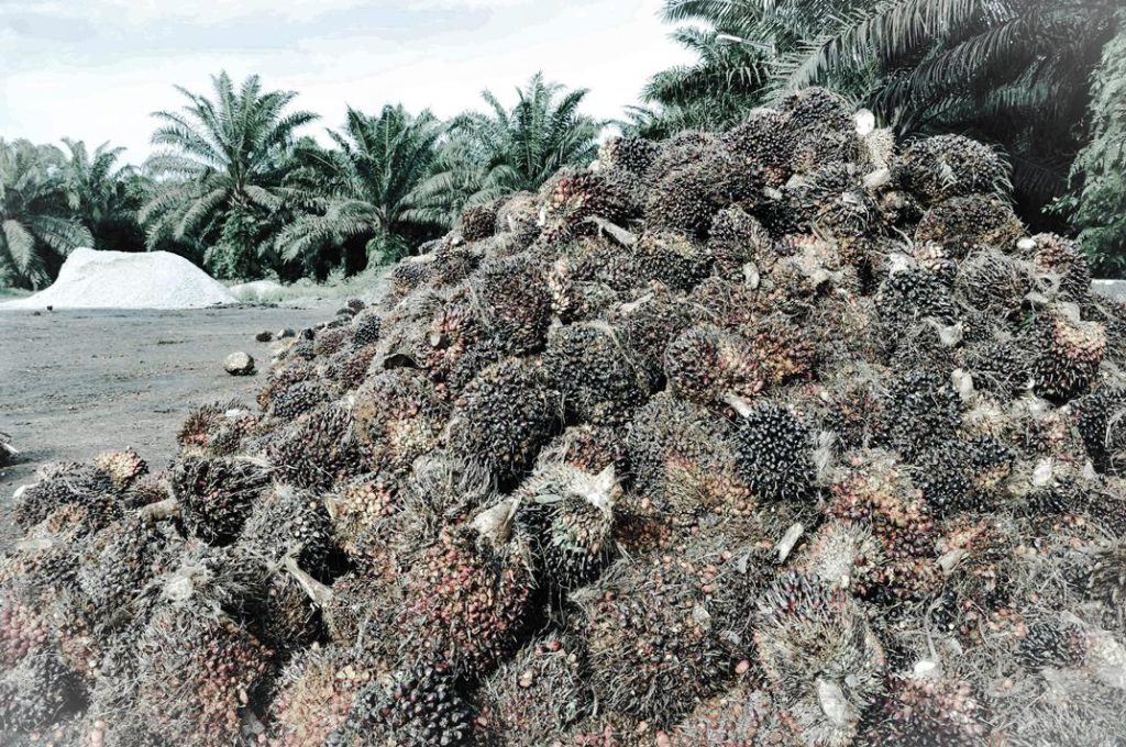 Is Sustainable Palm Oil Really Sustainable?