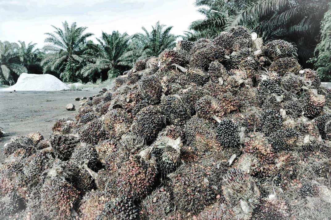 Responsibly sourced palm oil