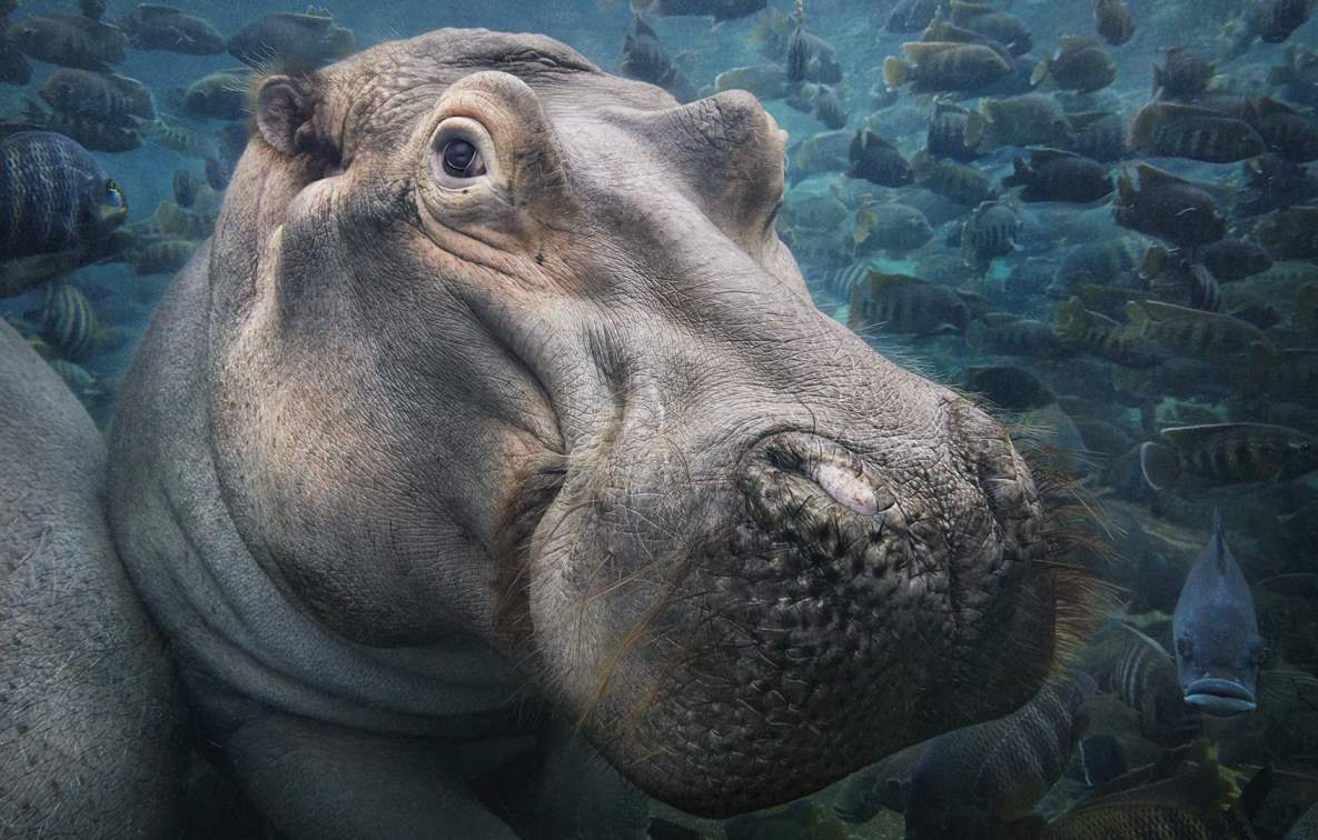 The role of art in connecting with nature through the lens of Tim Flach #timflach #nature