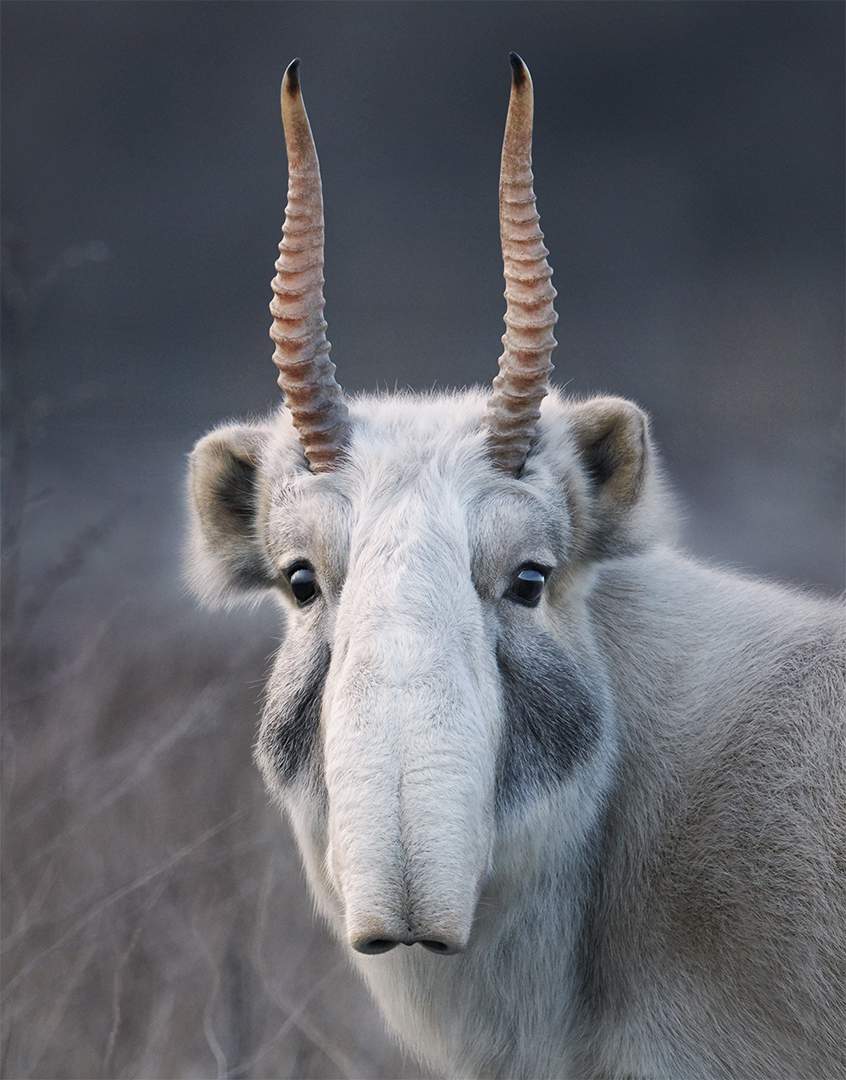 The role of art in connecting with nature through the lens of Tim Flach #timflach #nature