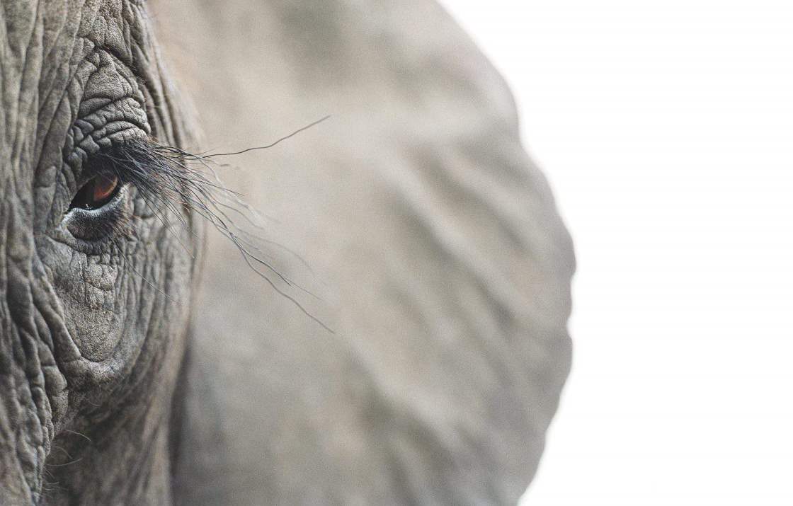 The role of art in connecting with nature through the lens of Tim Flach #timflach #nature