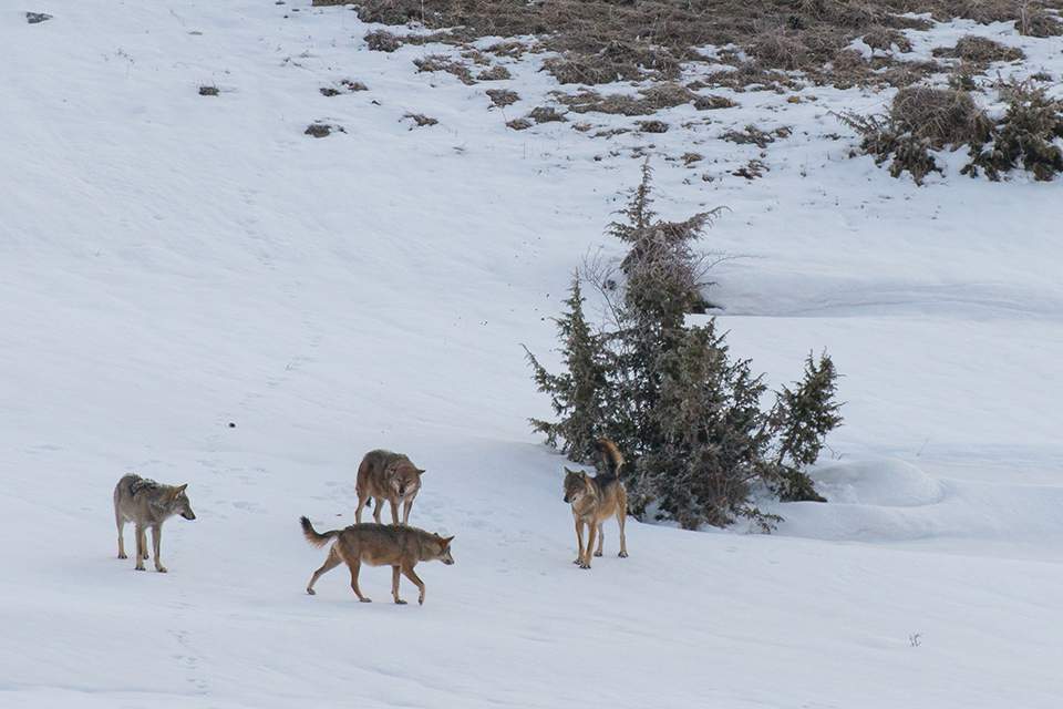 Wolf Tracking with Daniela from Wildlife Adventures on a European Sarafi #europeansafari