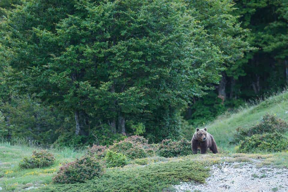 Wolf Tracking with Daniela from Wildlife Adventures on a European Sarafi #europeansafari