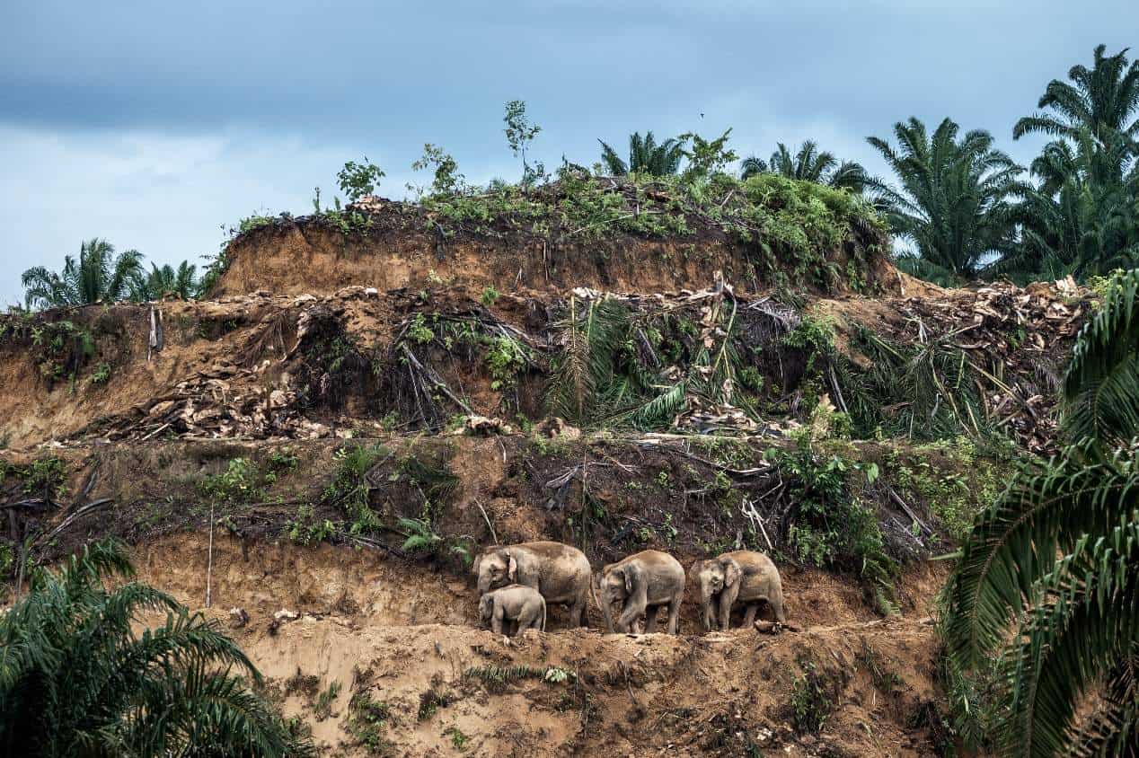 Wildlife Tourism The Cruel Reality Behind Thailand’s Popular Animal Attractions And The Man Trying To Change It #wildlifetourism #animalcruelty