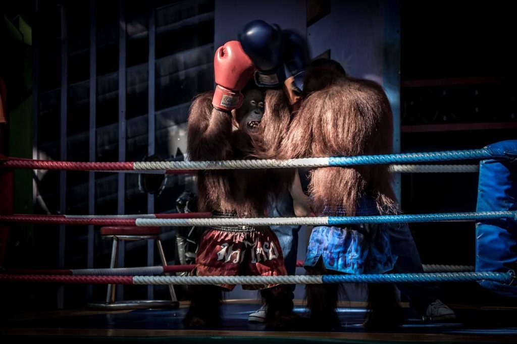 Wildlife Tourism The Cruel Reality Behind Thailand’s Popular Animal Attractions And The Man Trying To Change It #wildlifetourism #animalcruelty
