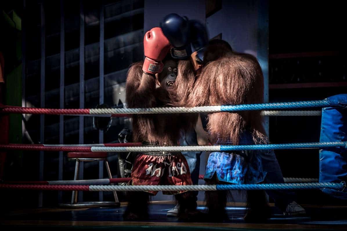 Wildlife Tourism The Cruel Reality Behind Thailand’s Popular Animal Attractions And The Man Trying To Change It #wildlifetourism #animalcruelty