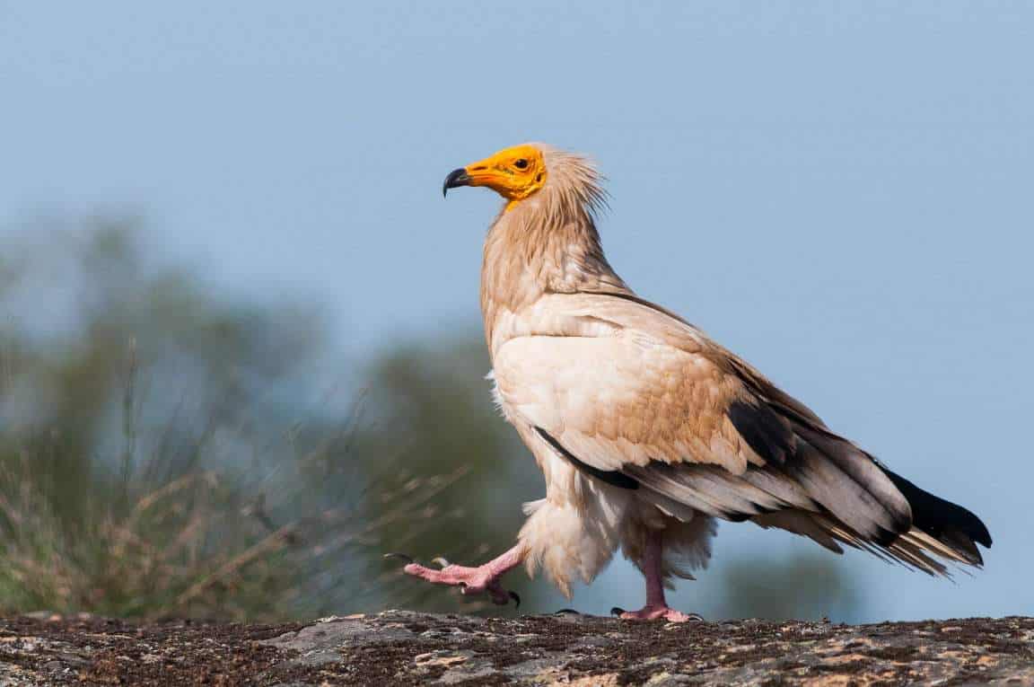 Birding In Faia Brava A Vulture Experience With Wildlife Portugal #vulturewatching #portugal