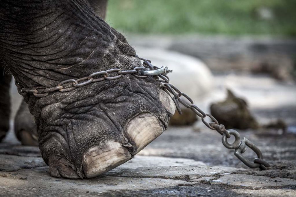 Wildlife Tourism The Cruel Reality Behind Thailand’s Popular Animal Attractions And The Man Trying To Change It #wildlifetourism #animalcruelty