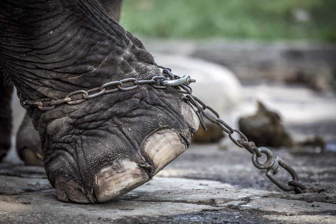 Wildlife Tourism The Cruel Reality Behind Thailand’s Popular Animal Attractions And The Man Trying To Change It #wildlifetourism #animalcruelty