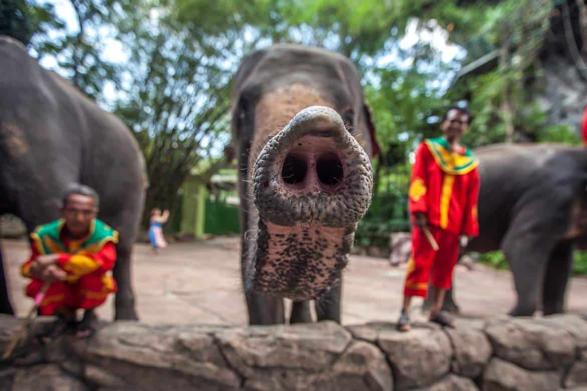 Wildlife Tourism The Cruel Reality Behind Thailand’s Popular Animal Attractions And The Man Trying To Change It #wildlifetourism #animalcruelty