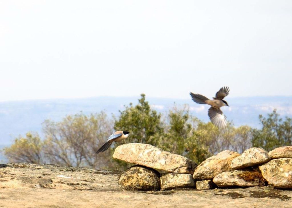 Birding In Faia Brava A Vulture Experience With Wildlife Portugal #vulturewatching #portugal