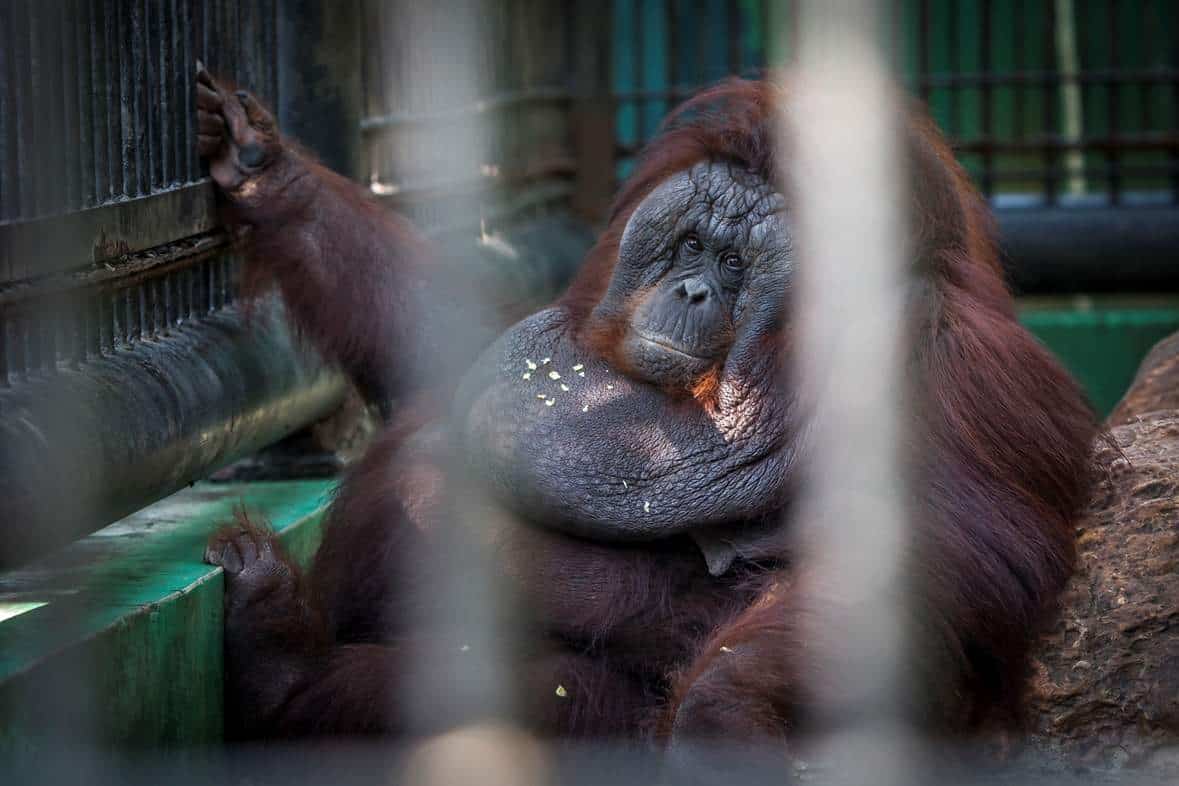 Wildlife Tourism The Cruel Reality Behind Thailand’s Popular Animal Attractions And The Man Trying To Change It #wildlifetourism #animalcruelty