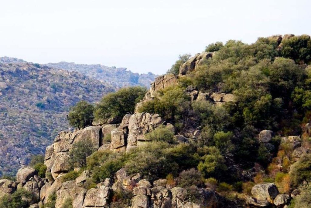 Birding In Faia Brava A Vulture Experience With Wildlife Portugal #vulturewatching #portugal