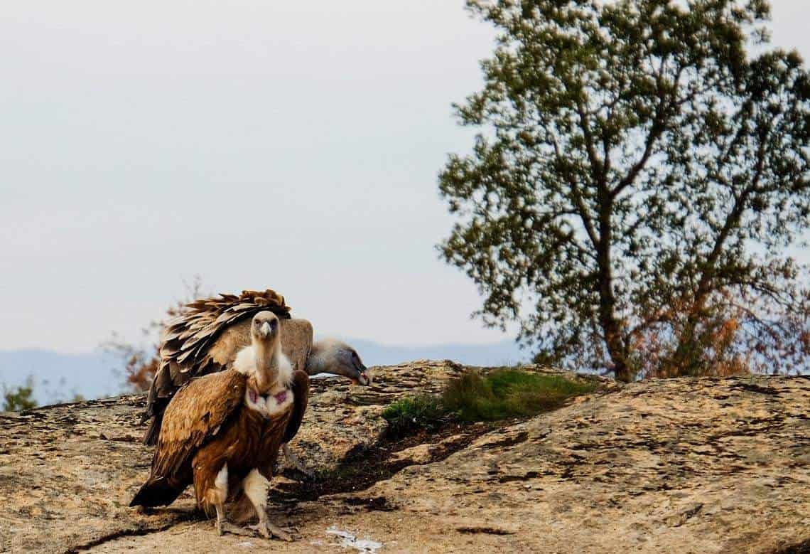 Birding In Faia Brava A Vulture Experience With Wildlife Portugal #vulturewatching #portugal