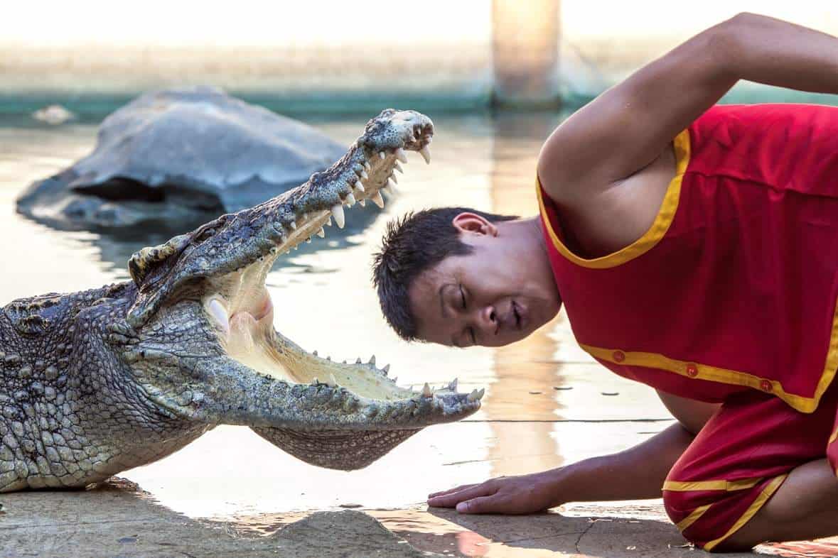 Wildlife Tourism The Cruel Reality Behind Thailand’s Popular Animal Attractions And The Man Trying To Change It #wildlifetourism #animalcruelty