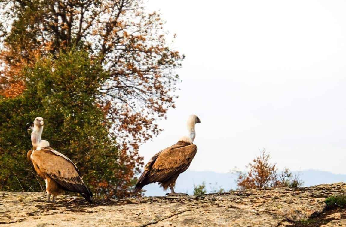 The Faia Brava Tale: Building A Private Nature Reserve From Scratch & Empowering Rural Portuguese Communities #faiabrava #naturereserve