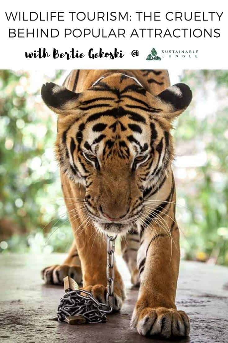 Wildlife Tourism The Cruel Reality Behind Thailand’s Popular Animal Attractions And The Man Trying To Change It #wildlifetourism #animalcruelty