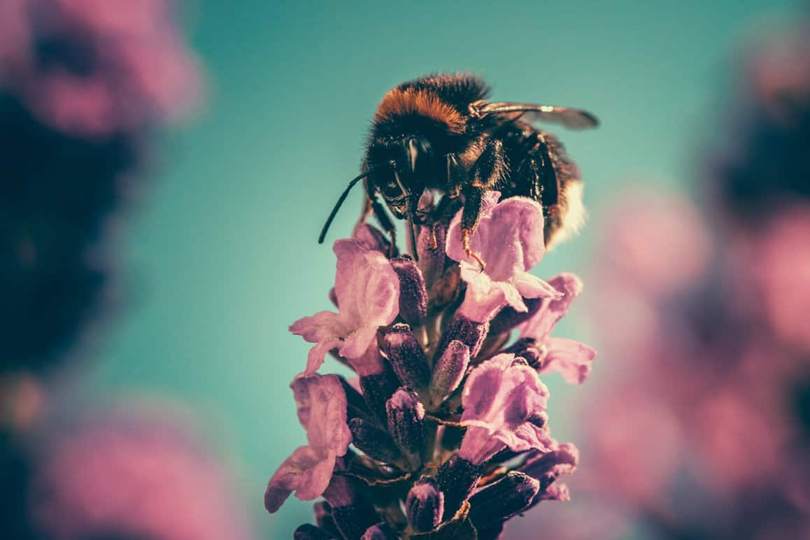 Regenerative agriculture helping bees in california through the most delicious honey mead! #Regenerativeagriculture #goldencoastmead