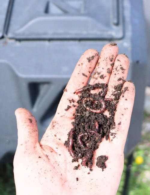 What Do Worms Eat?: A Vermicomposting Guide To Feeding Worms Image by Sustainable Jungle #whatdowormseat #whattofeedworms #vermicomposting #compostingwithworms #foodforworms #wormdiets #sustainablejungle