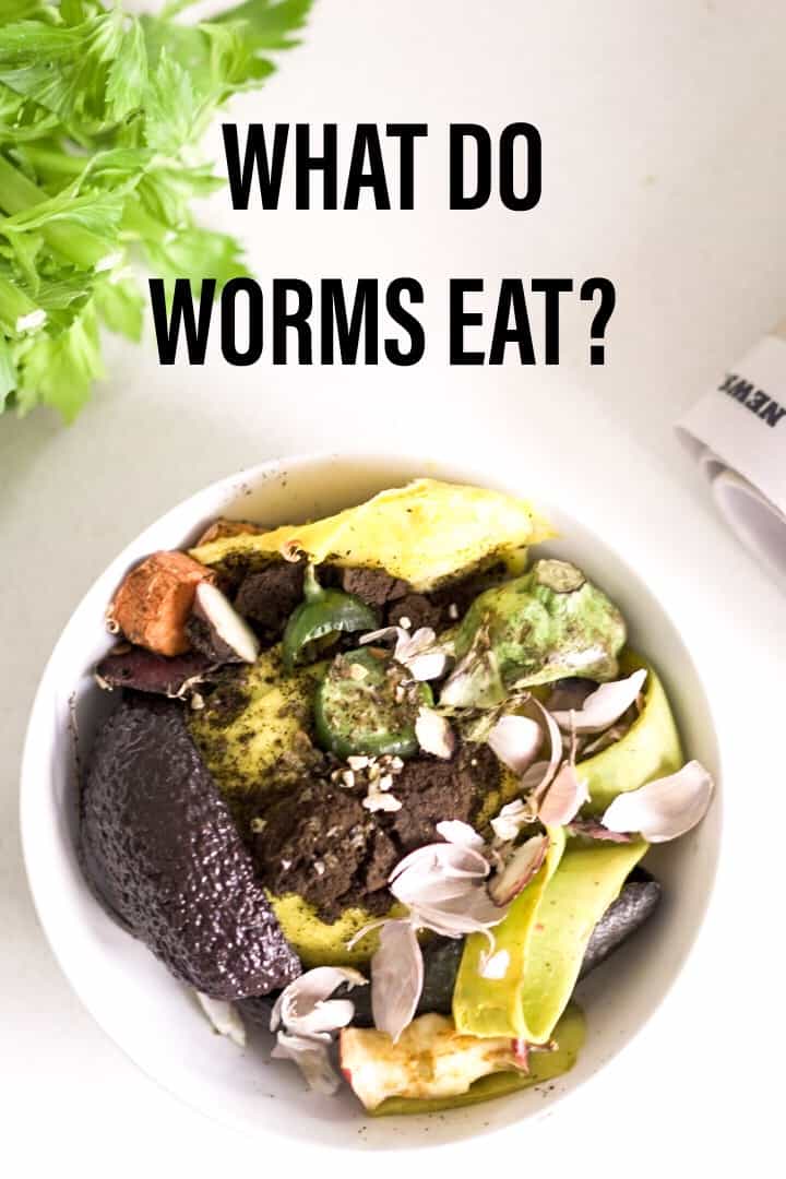We’re going to take a dive into vermicomposting, or composting with nature’s perfect little garbage gobblers: worms!  And first up, we're going to talk about a pretty important question: what do worms eat?  #whatdowormseat #composting #vermicompost