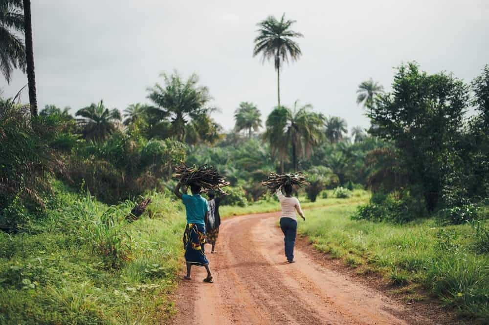 Sustainable Palm Oil: Have we found ways to do palm oil better yet? Sierra Leone, West Africa - Photo by Annie Spratt on Unsplash #sustainablepalmoil #sustainablejungle