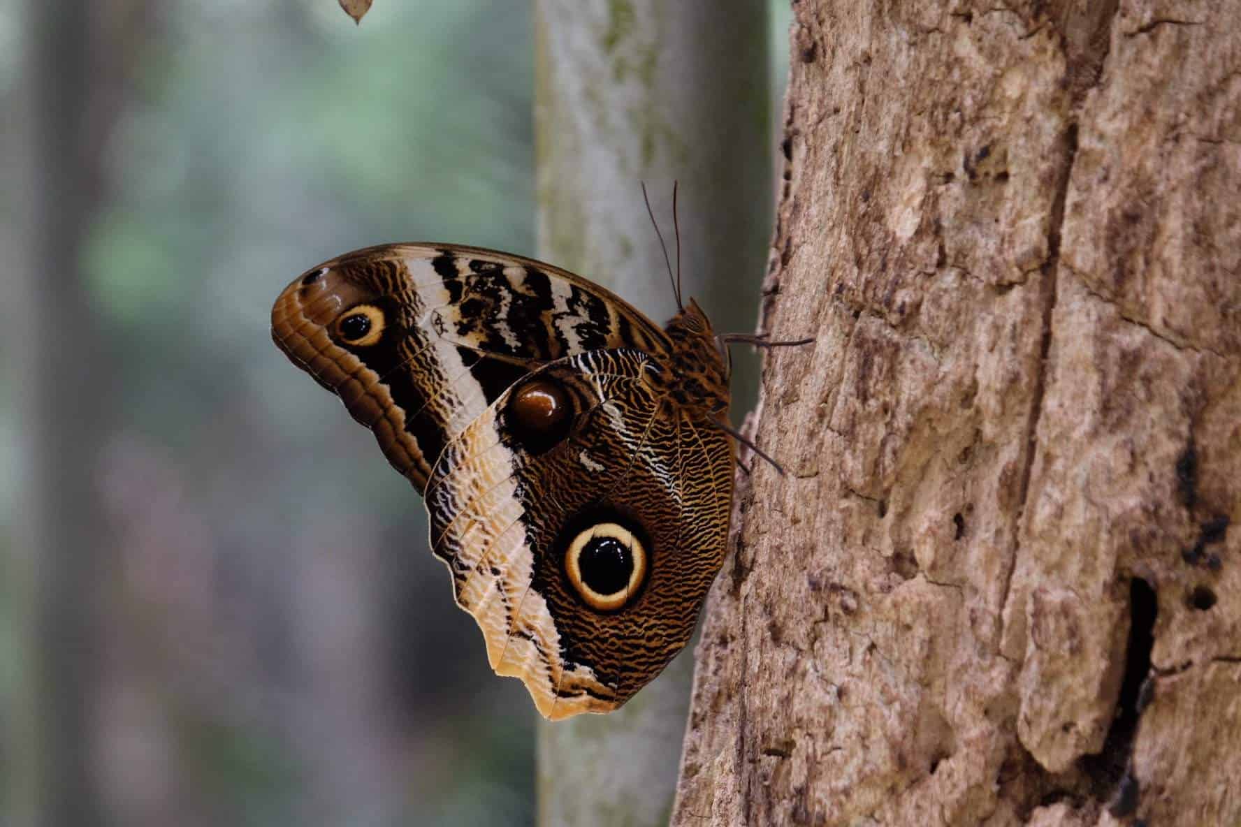 Plastic blinkers and biodiversity loss: is plastic blinding us to larger environmental issues? #notoplastic #biodiversity #climatechange