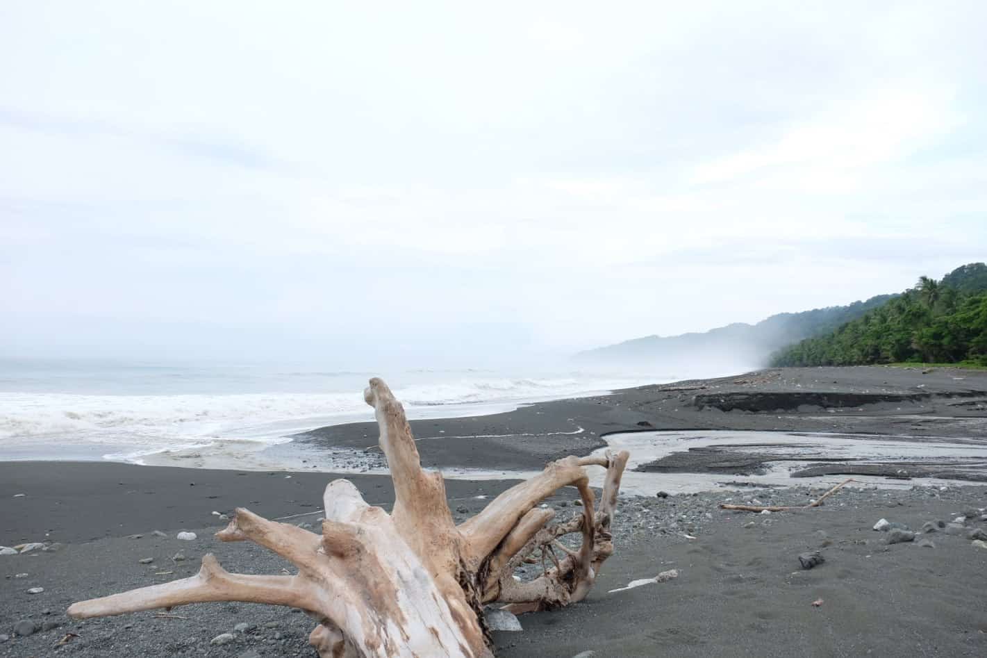 Plastic blinkers and biodiversity loss: is plastic blinding us to larger environmental issues? #notoplastic #biodiversity #climatechange