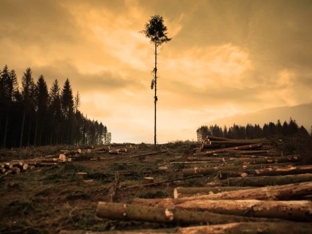 Biodiversity Loss: The Race To Restore The Planet Image by Matthias Behr #biodiversityloss #whatisbiodiversityloss #lossofbiodiversity #biodiversitylosscauses #importanceofbiodiversity #solutionstobiodiversityloss #sustainablejungle
