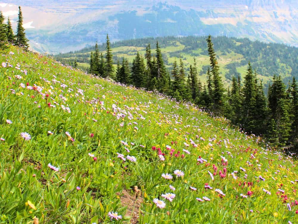 Biodiversity Loss: The Race To Restore The Planet Image by Sustainable Jungle #biodiversityloss #whatisbiodiversityloss #lossofbiodiversity #biodiversitylosscauses #importanceofbiodiversity #solutionstobiodiversityloss #sustainablejungle