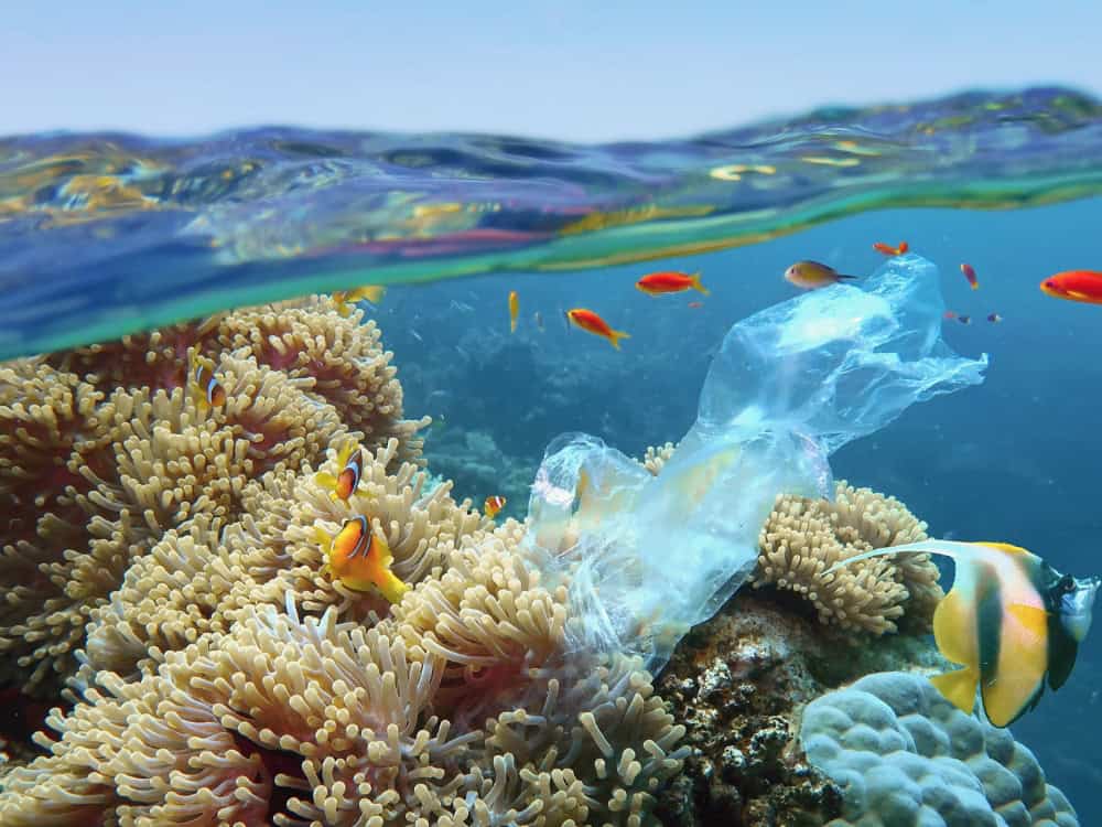 Biodiversity Loss: The Race To Restore The Planet Image by Tunatura #biodiversityloss #whatisbiodiversityloss #lossofbiodiversity #biodiversitylosscauses #importanceofbiodiversity #solutionstobiodiversityloss #sustainablejungle