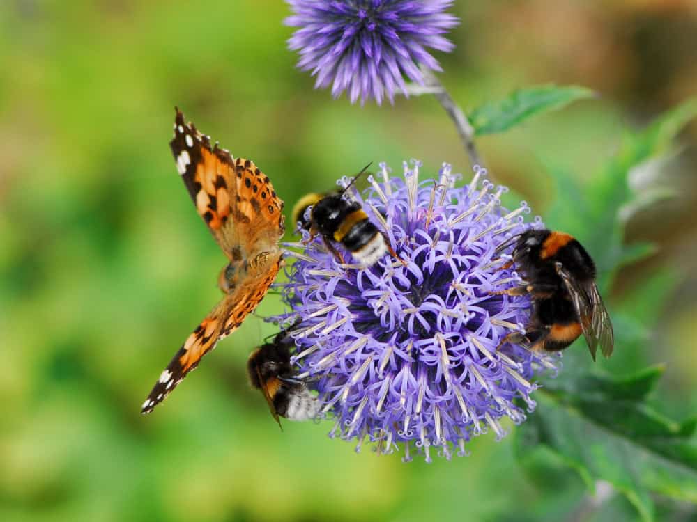 Biodiversity Loss: The Race To Restore The Planet Image by brytta #biodiversityloss #whatisbiodiversityloss #lossofbiodiversity #biodiversitylosscauses #importanceofbiodiversity #solutionstobiodiversityloss #sustainablejungle