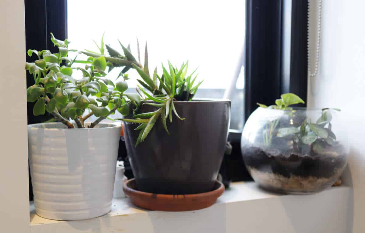 Apartment Gardening A Beginners Guide For A Plant Paradise