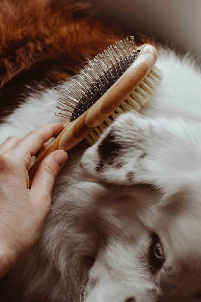 5 Bamboo Pet Products For Sustainable Pet Parenting #bamboopetproducts #bamboodogproducts #bamboopetsupplies #bamboopetaccessories #sustainablejungle Image by Zefiro