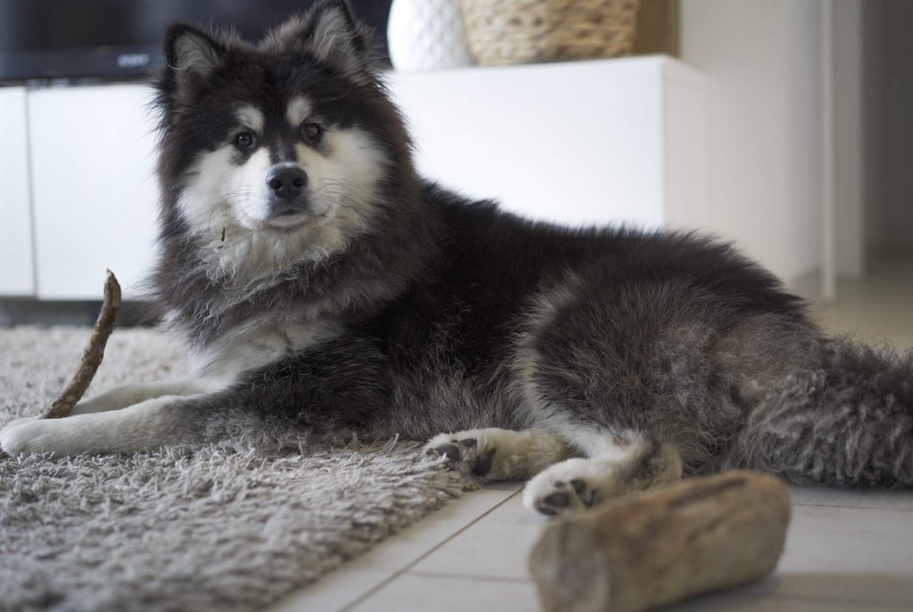 Zero Waste Dog Care Guide