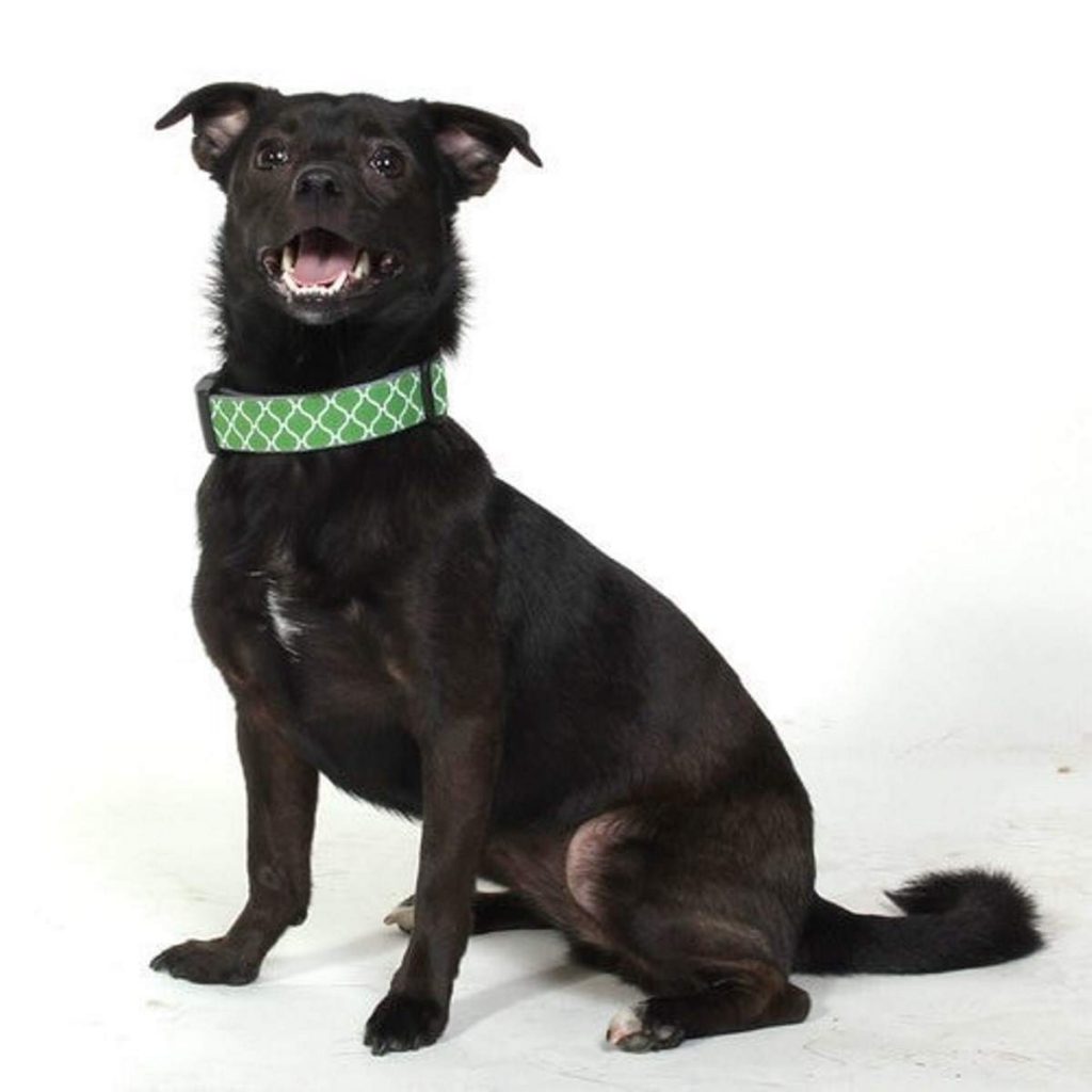 Sustainable Dog Collars - Image by Molly Mutt #bamboodog