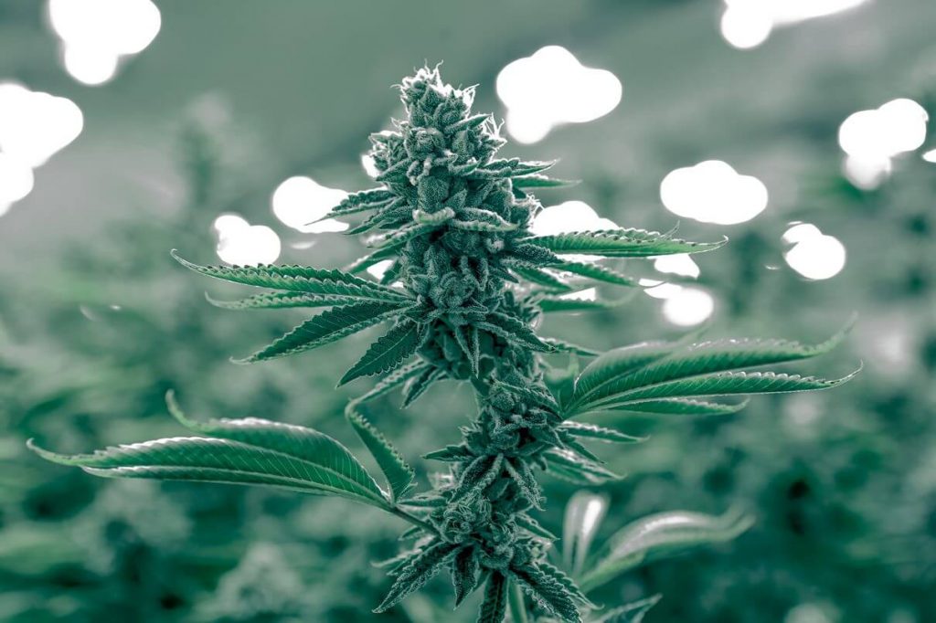 Hemp fabric is hip and happening. You’ve probably only been hearing about it recently, but hemp fiber has been around FOREVER Photo by Next Green Wave on Unsplash #hemp #sustainablefashion