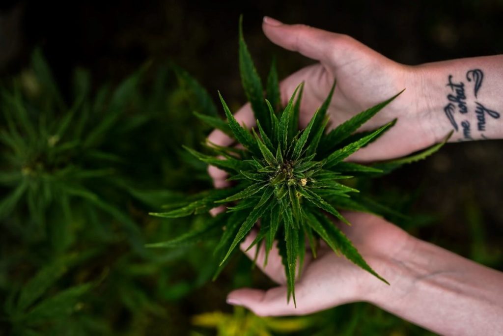Hemp fabric is hip and happening. You’ve probably only been hearing about it recently, but hemp fiber has been around FOREVER Photo by davide ragusa on Unsplash #hemp #sustainablefashion