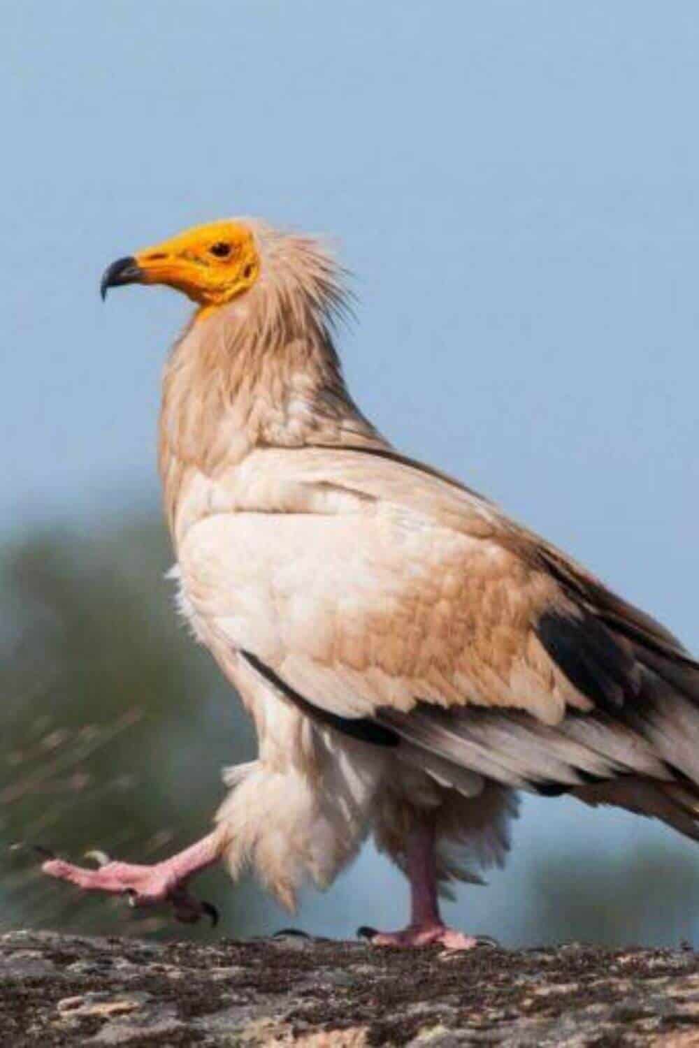 Birding In Faia Brava A Vulture Experience With Wildlife Portugal #vulturewatching #portugal