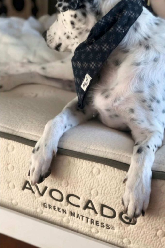 Want a sustainable non-toxic slumber? These 7 eco friendly & sustainable mattress brands will give you the cleanest conscience for the deepest sleep... Image by Avocado #sustainablemattress #ecofriendlymattress #sustainablejungle