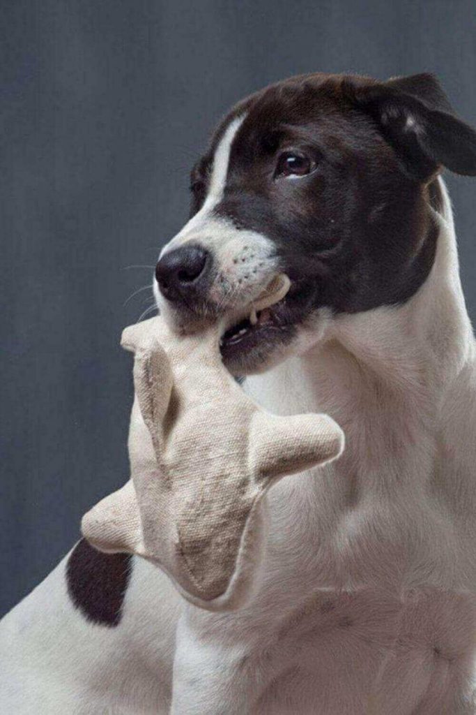 9 Eco Friendly Pet Products One Sustainable Paw at a Time