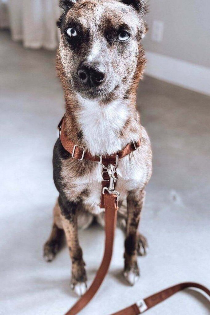 bamboo dog collar