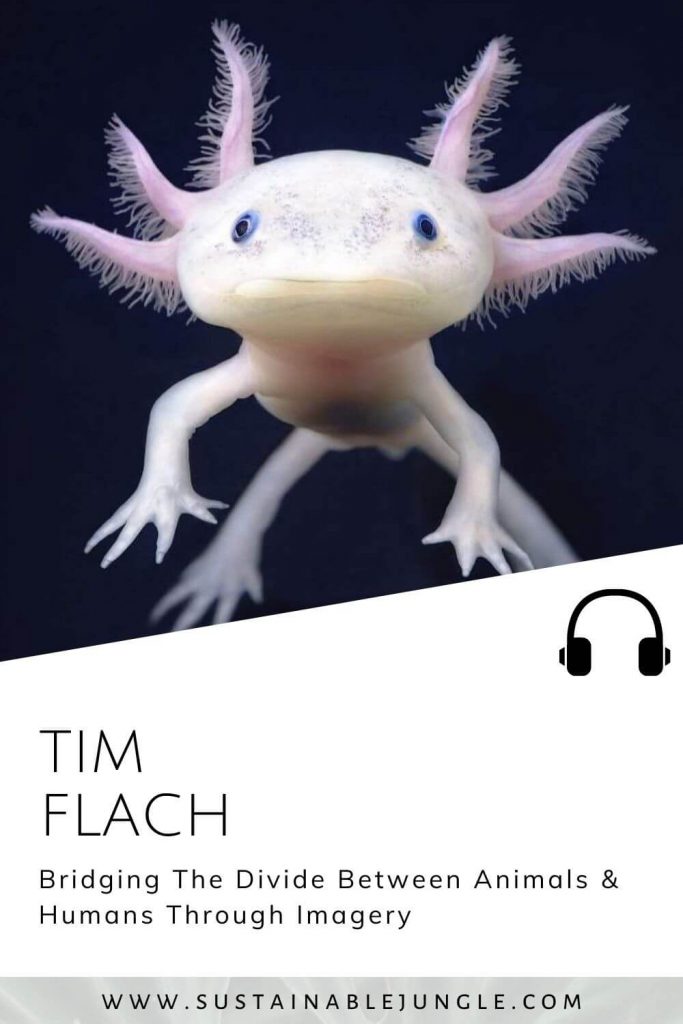 Bridging The Divide Between Animals And Humans Through Imagery with Tim Flach on the Sustainable Jungle Podcast #sustainablejungle