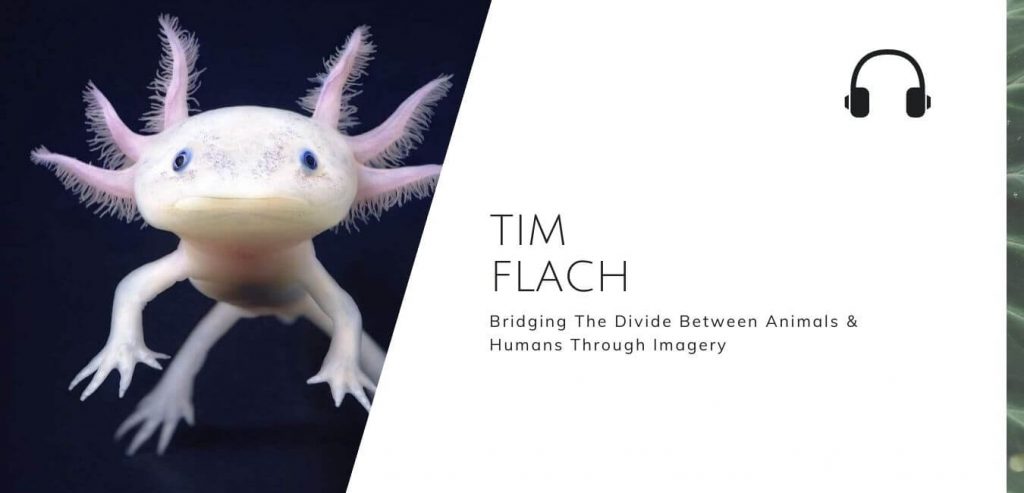 Bridging The Divide Between Animals And Humans Through Imagery with Tim Flach on the Sustainable Jungle Podcast #sustainablejungle