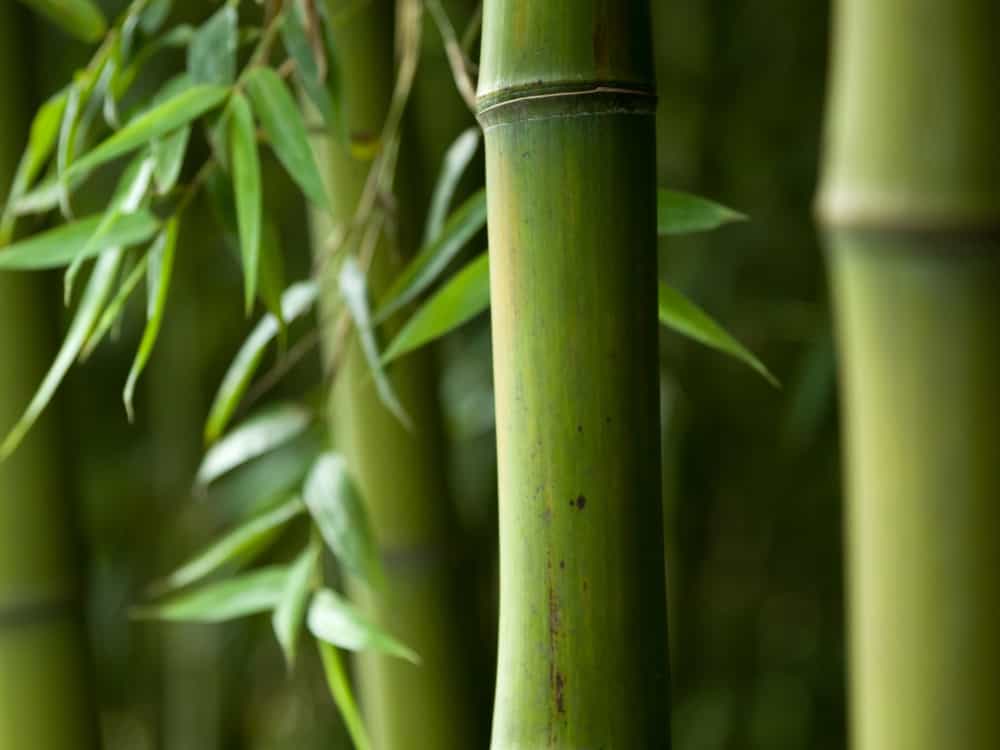 What is Bamboo Fabric & is It Sustainable? Image by 06photo #whatisbamboofabric #isbambooviscosetoxic #bamboorayon #bamboolyocell #bamboosustainability #bamboofabric #sustainablejungle