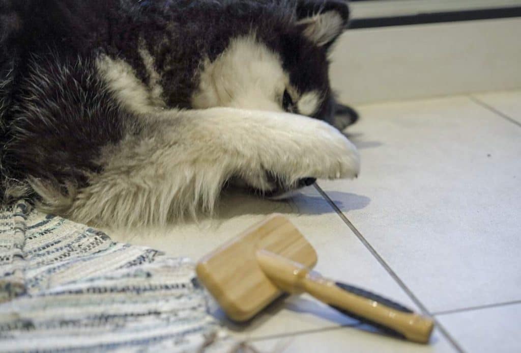 Is it even possible to have a zero waste pet? Perhaps a bit surprising to those of us endlessly cleaning up the doggy doo, zero waste dog care is entirely possible! Who knew?! #zerowastedog #sustainablejungle