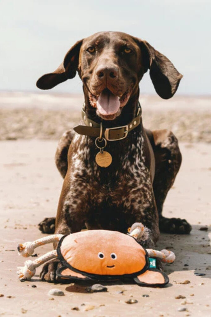 Dogs can really tug at your heartstrings. Unfortunately, they also tug a bit on the planet, too. So, to reduce our foot prints, or rather paw prints, we found some of the most eco friendly dog toys for sustainable pooches.  Image by Beco Pets #ecofriendlydogtoys #sustainabledogtoys #sustainablejungle