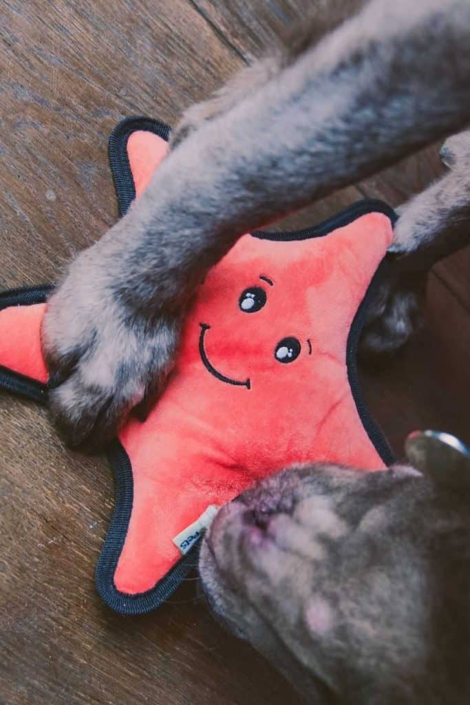 Dogs can really tug at your heartstrings. Unfortunately, they also tug a bit on the planet, too. So, to reduce our foot prints, or rather paw prints, we found some of the most eco friendly dog toys for sustainable pooches.  Image by Beco Pets #ecofriendlydogtoys #sustainabledogtoys #sustainablejungle